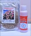 Elegant Climbing Rose Flower Seeds With Plant Growth Suplement